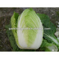 Vender nuevo cultivo Fresh Chinese Cabbage brother kingdom